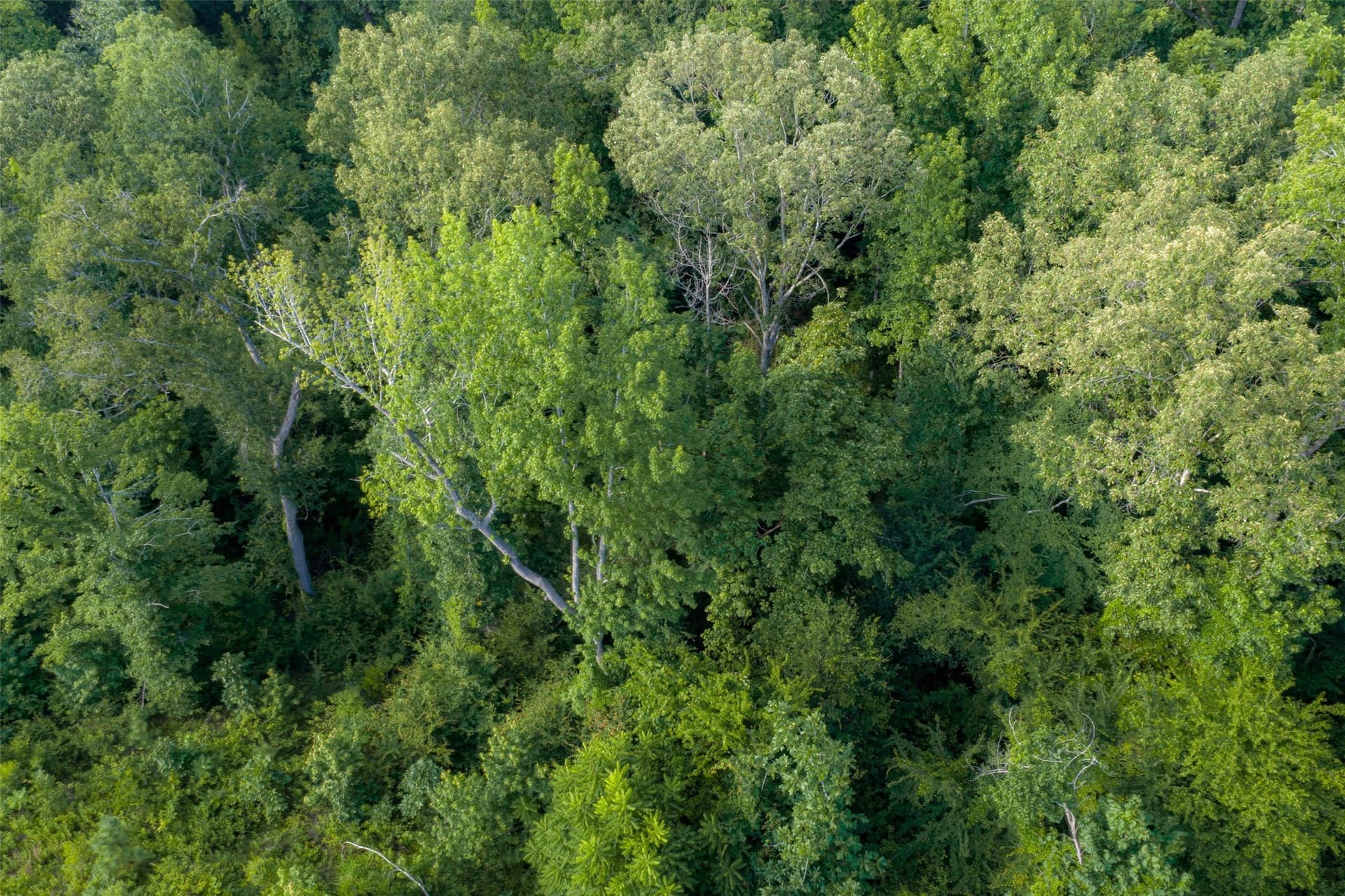 12.36 acres in Rusk County - photo 37