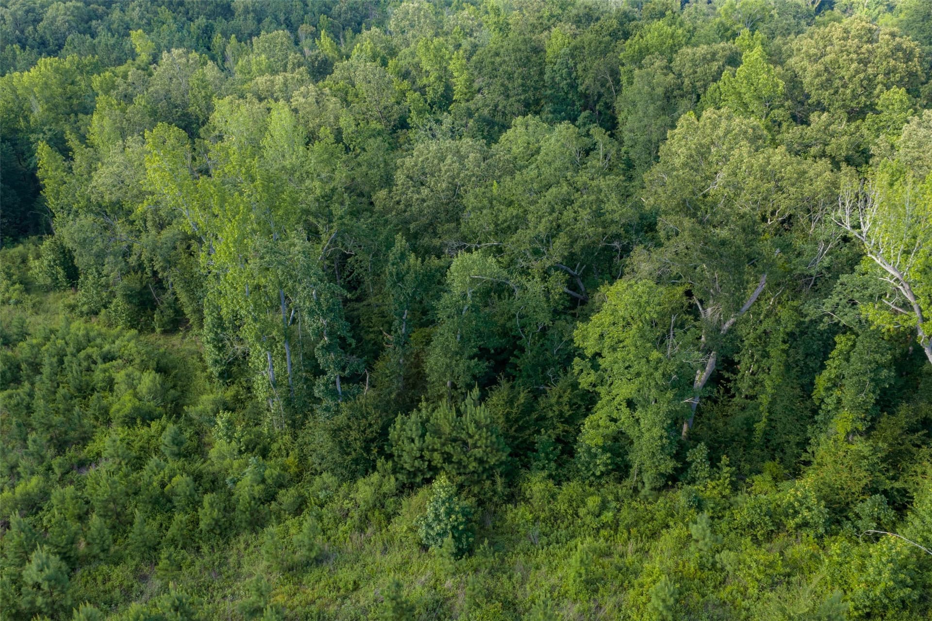 12.36 acres in Rusk County - photo 17
