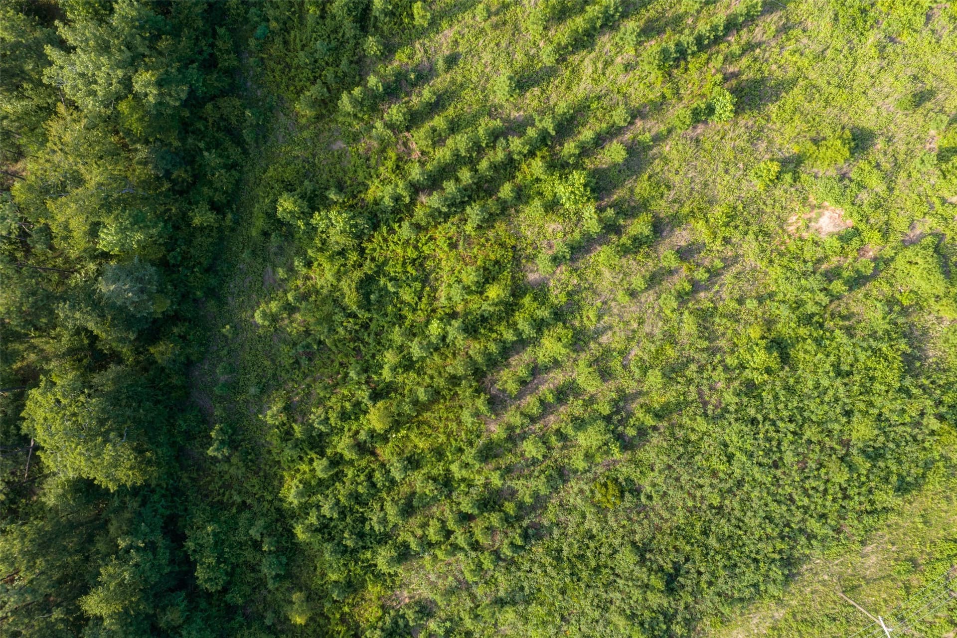 12.36 acres in Rusk County - photo 14