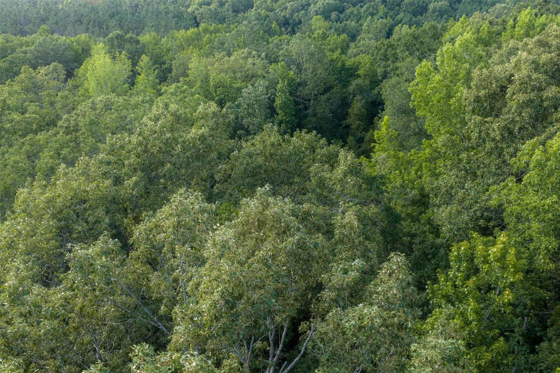 12.36 acres in Rusk County - photo 16