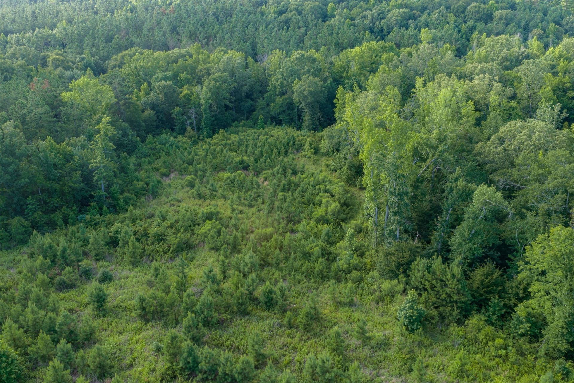 12.36 acres in Rusk County - photo 5