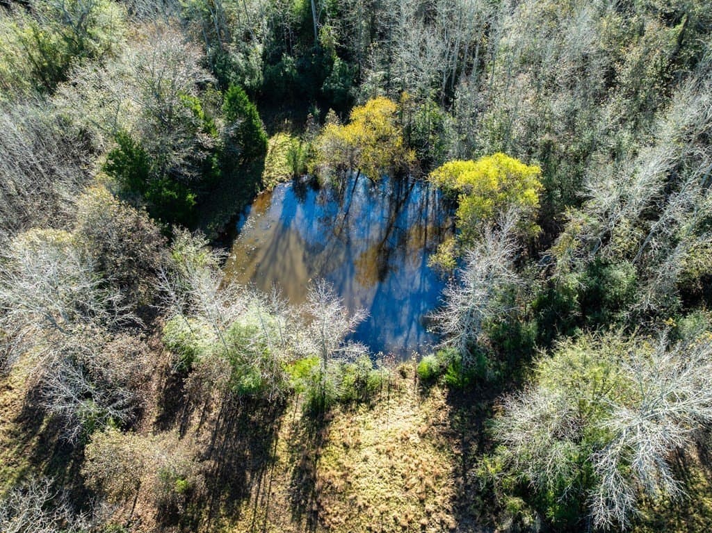42 acres in LEON County gallery image 4