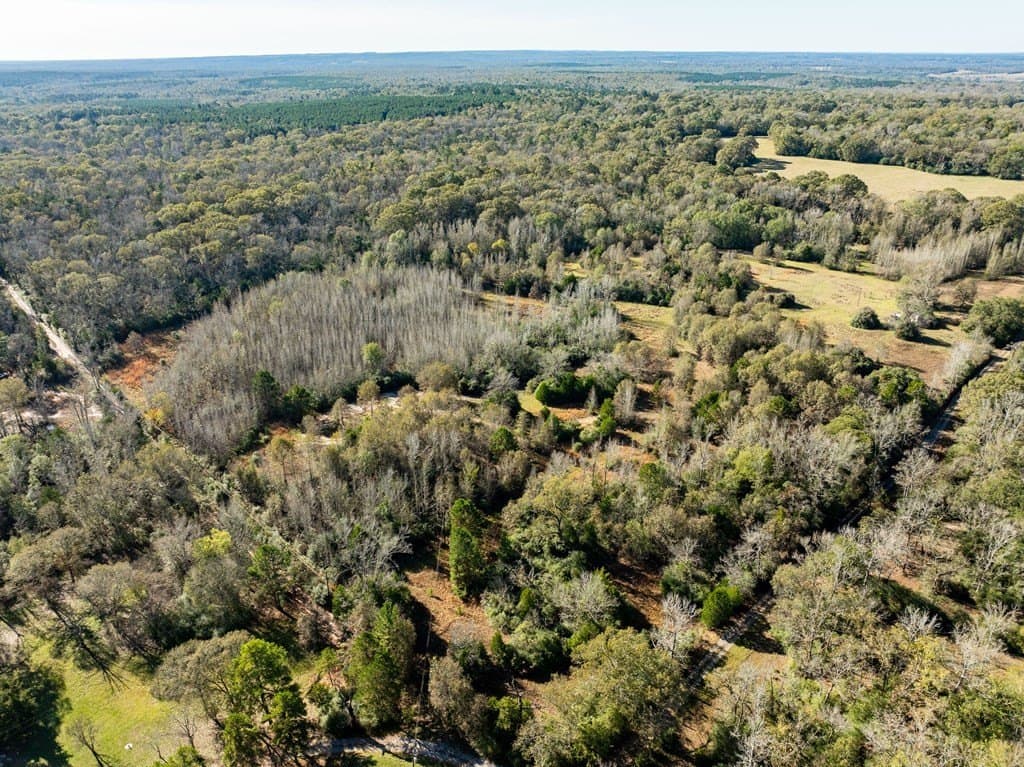 42 acres in LEON County gallery image 2