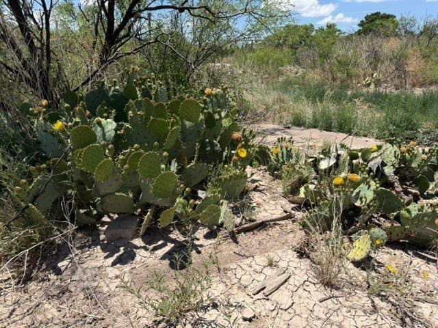 0.53 acres in Presidio County - photo 9