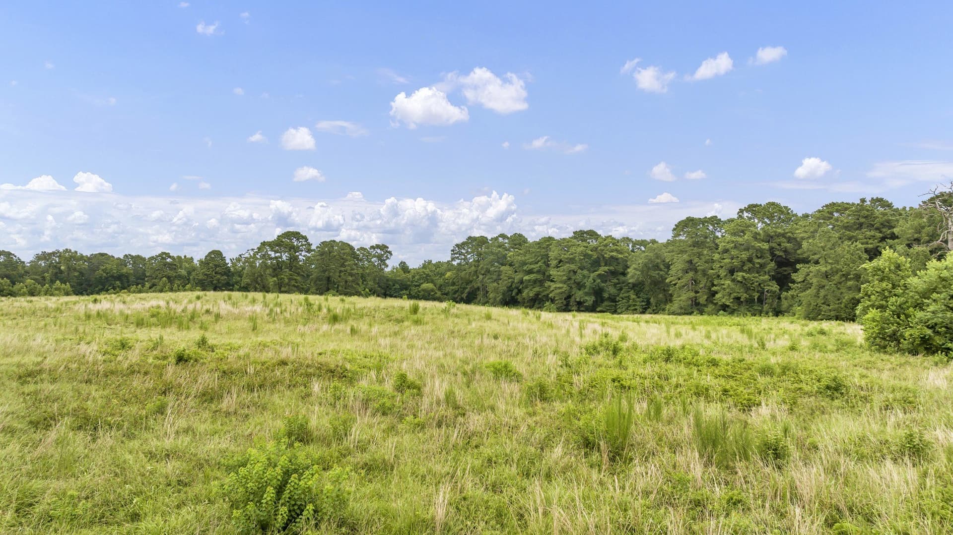 93.98 acres in Panola County - photo 6