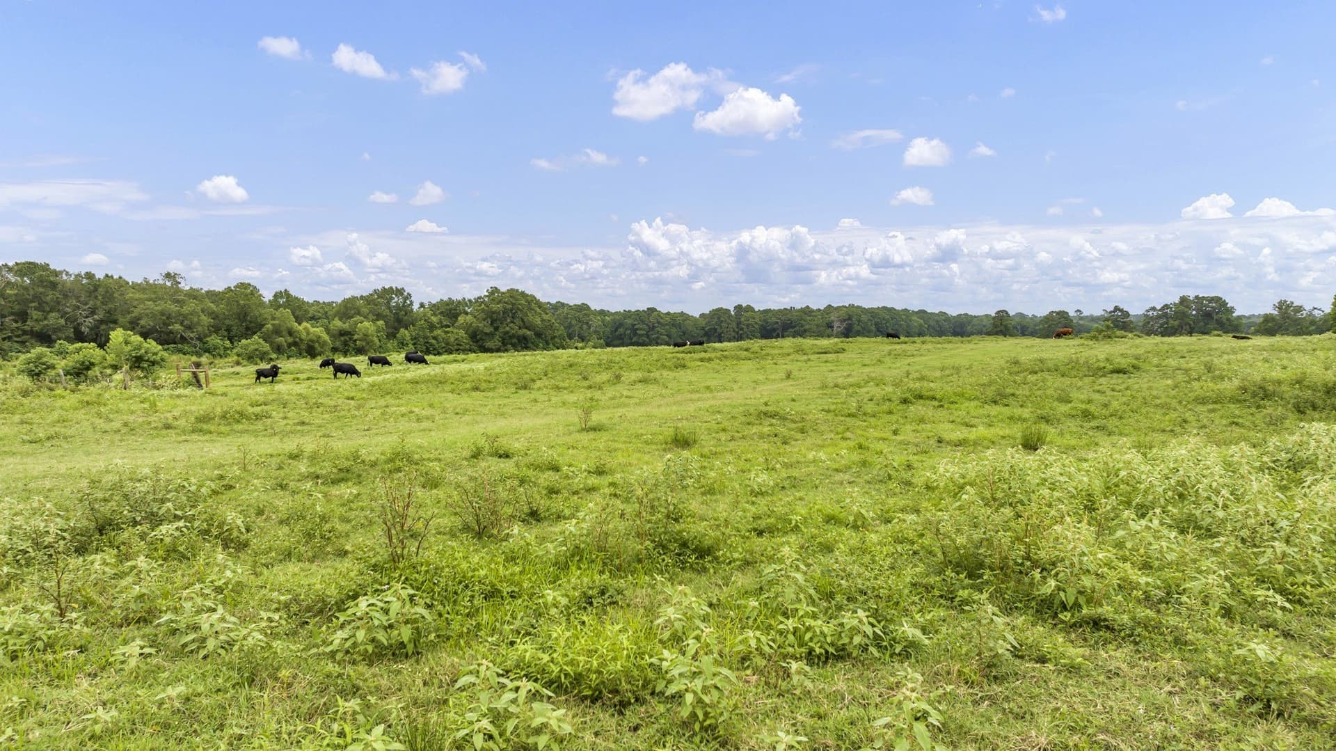 93.98 acres in Panola County - photo 16