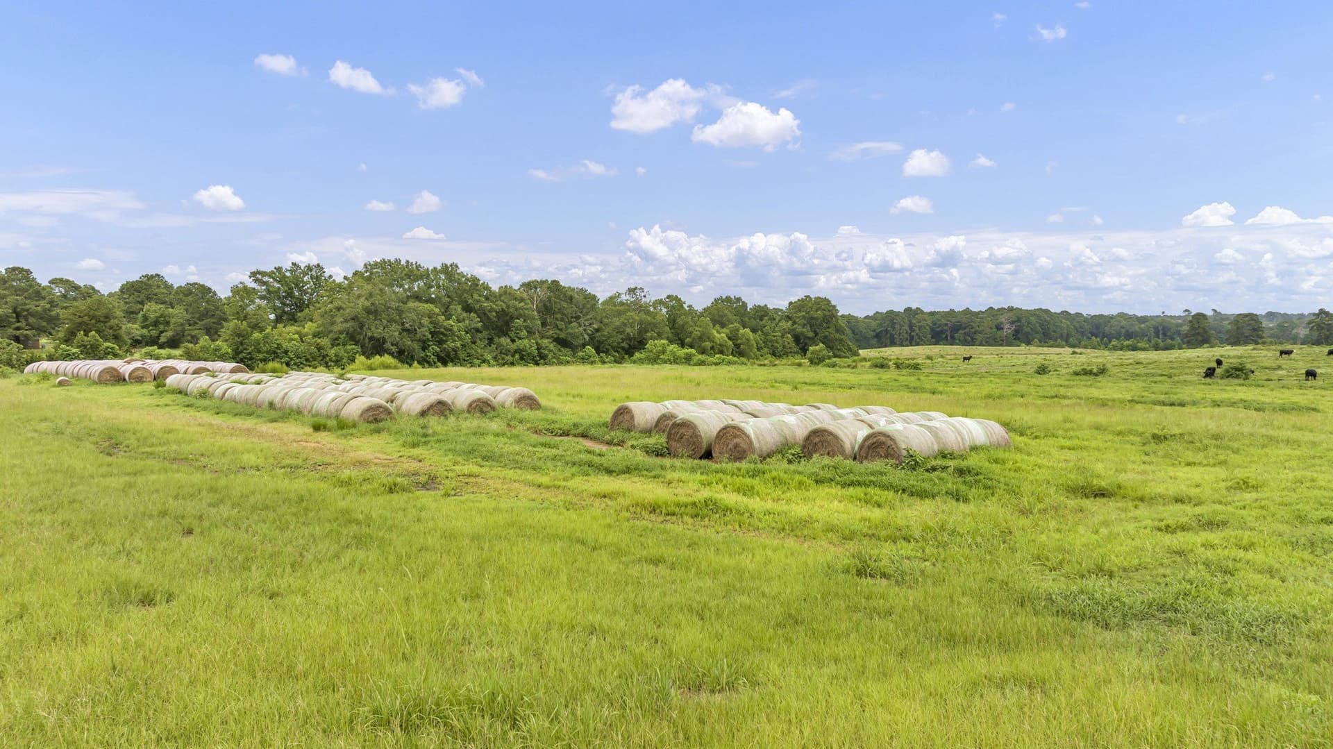 93.98 acres in Panola County - photo 13