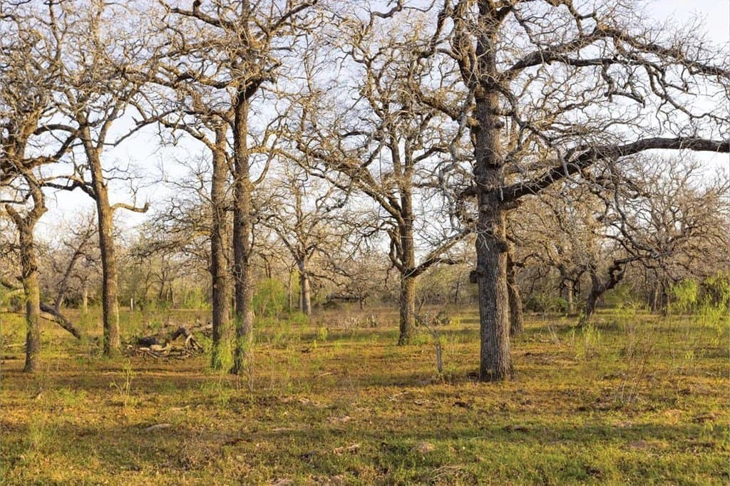 16.5 acres in Guadalupe County gallery image 4