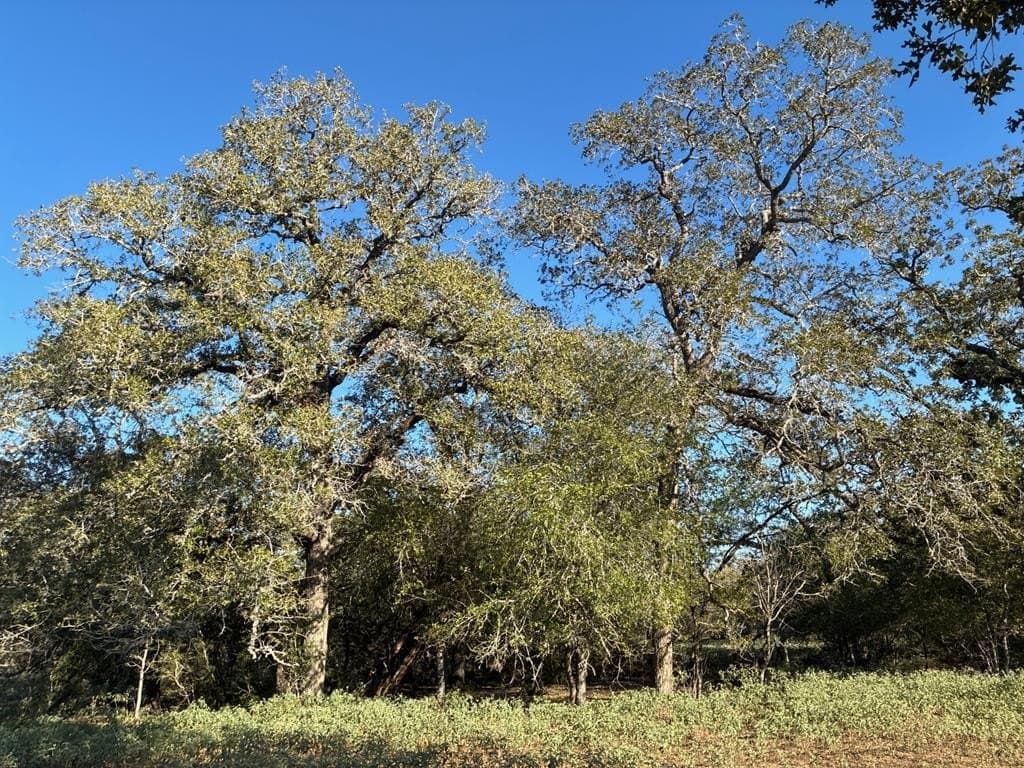 16.5 acres in Guadalupe County featured view