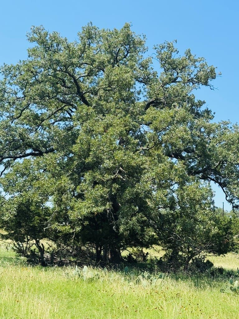 14.93 acres in Kendall County gallery image 3