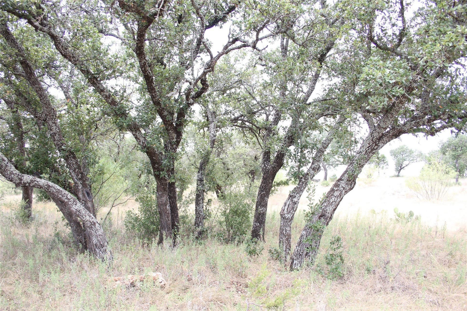20.1 acres in San Saba County - photo 16