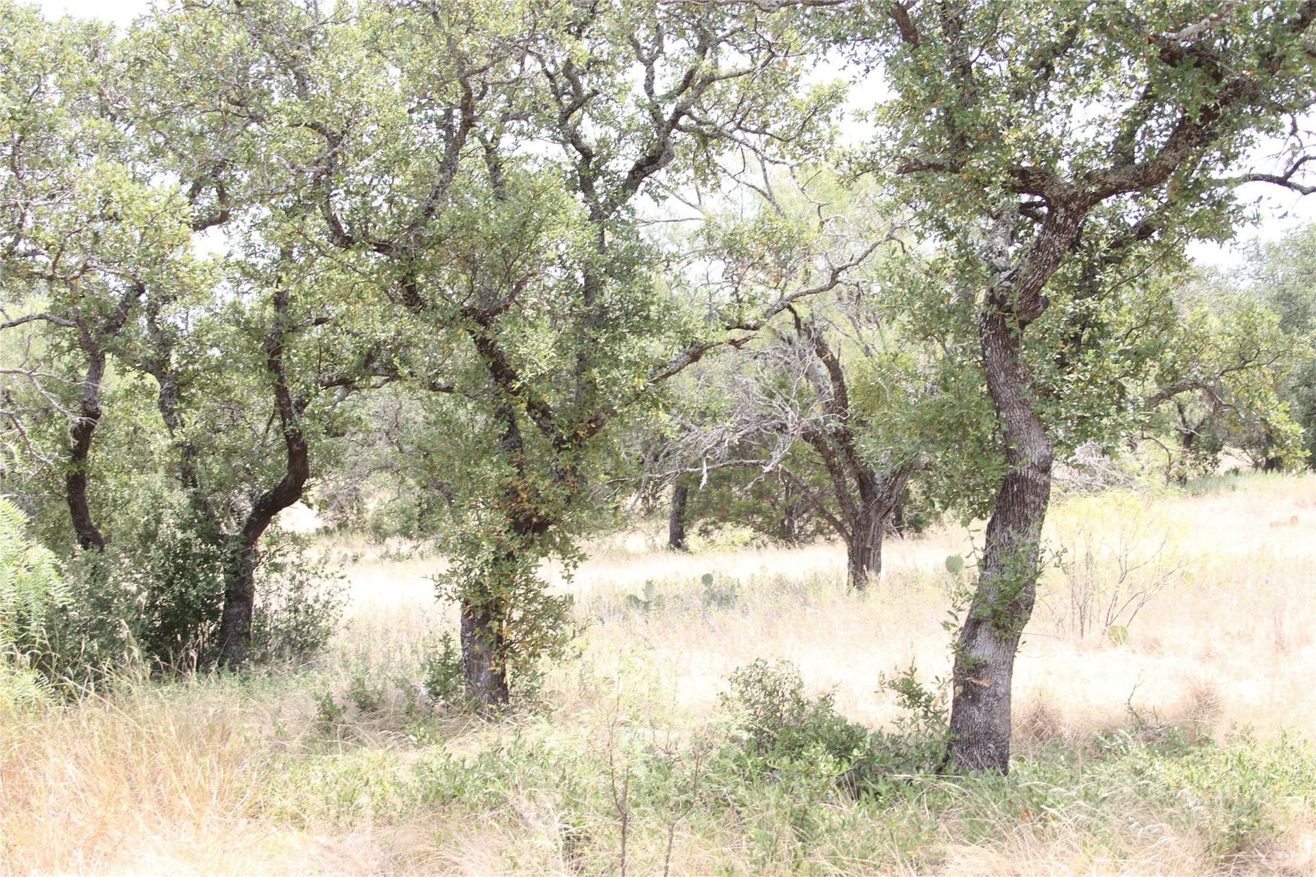 20.1 acres in San Saba County - photo 14