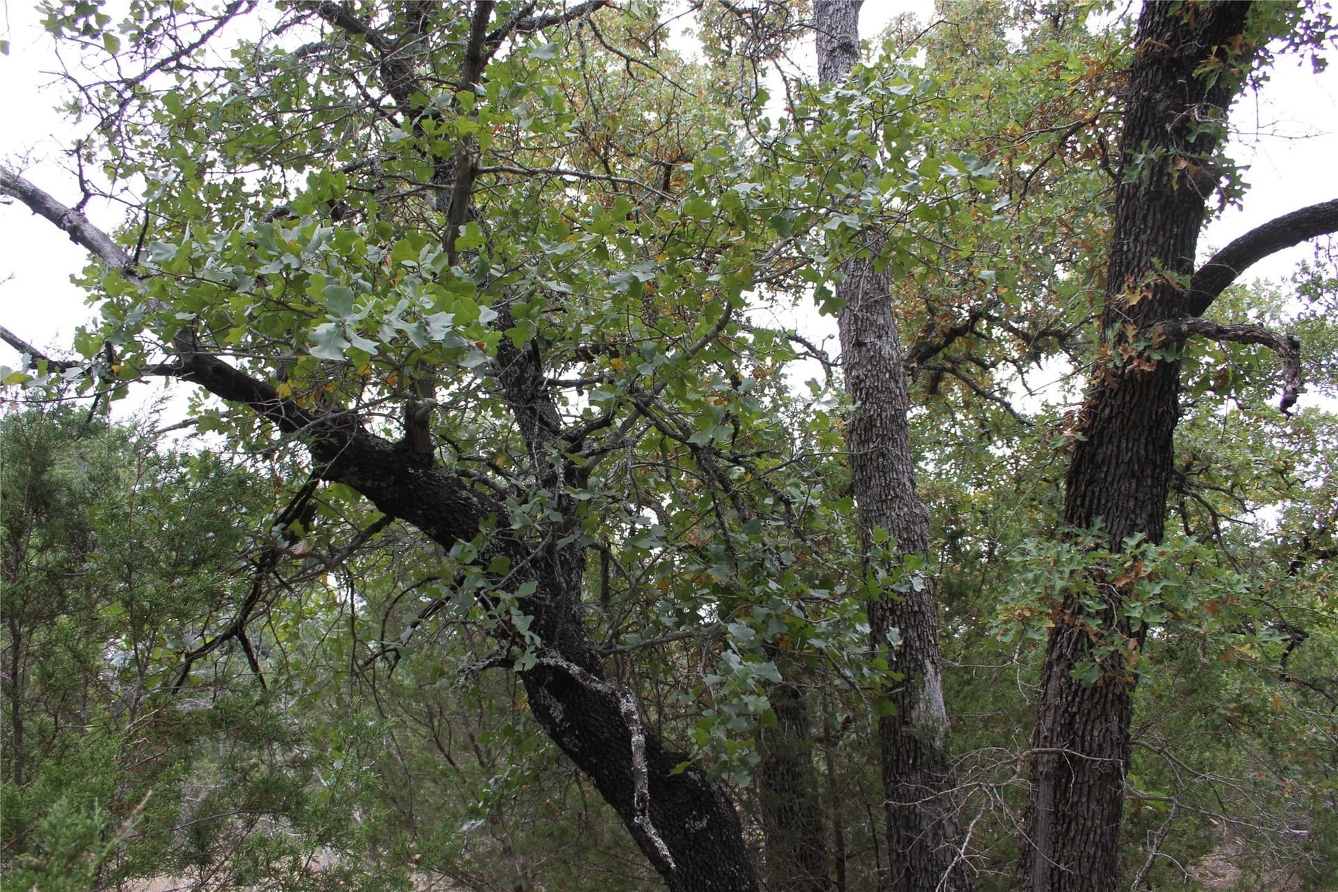 20.1 acres in San Saba County - photo 22
