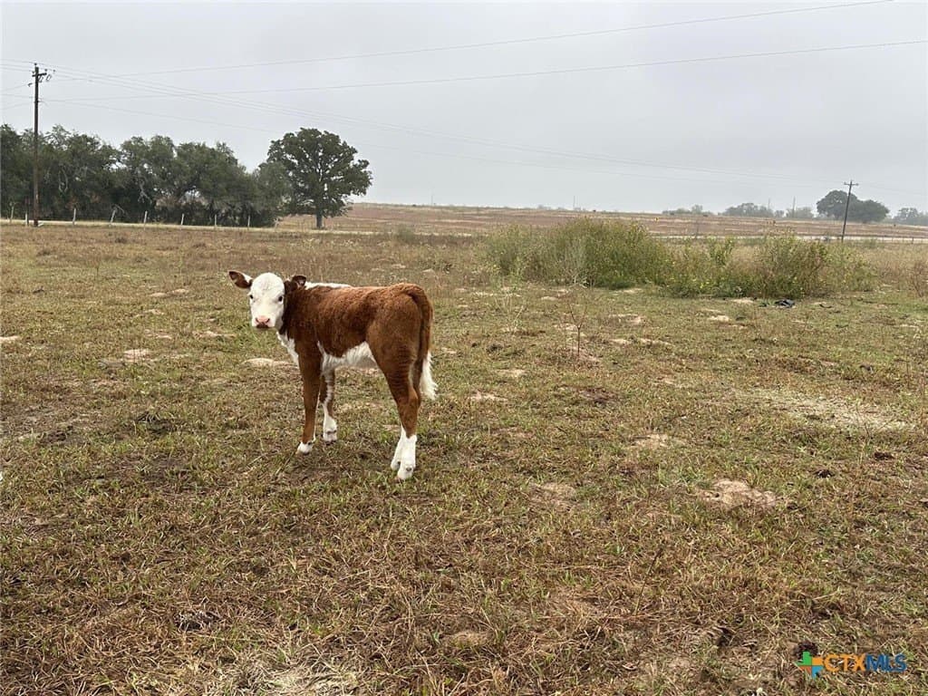 11 acres in Goliad County - photo 6
