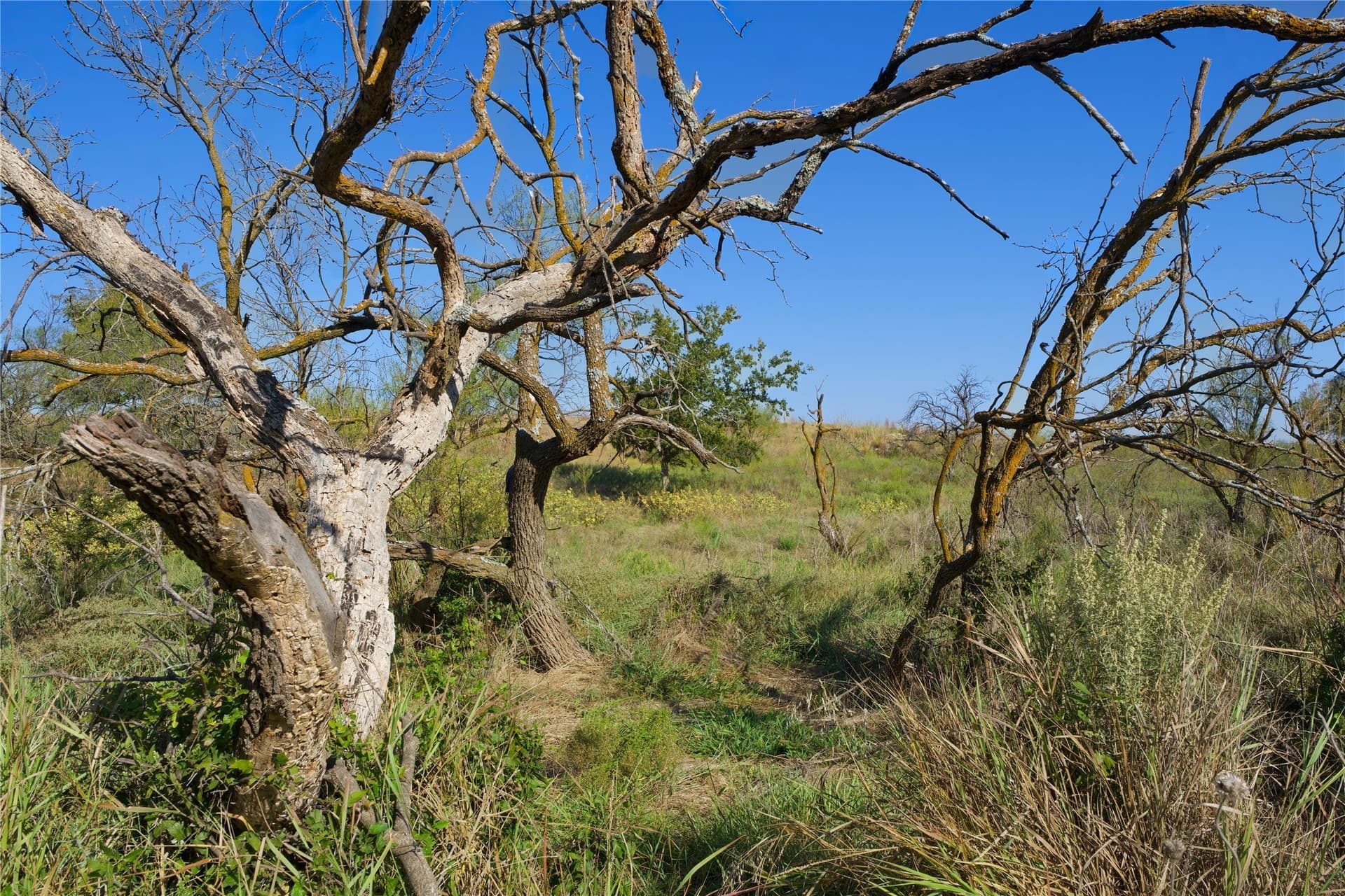 174.85 acres in Montague County - photo 7