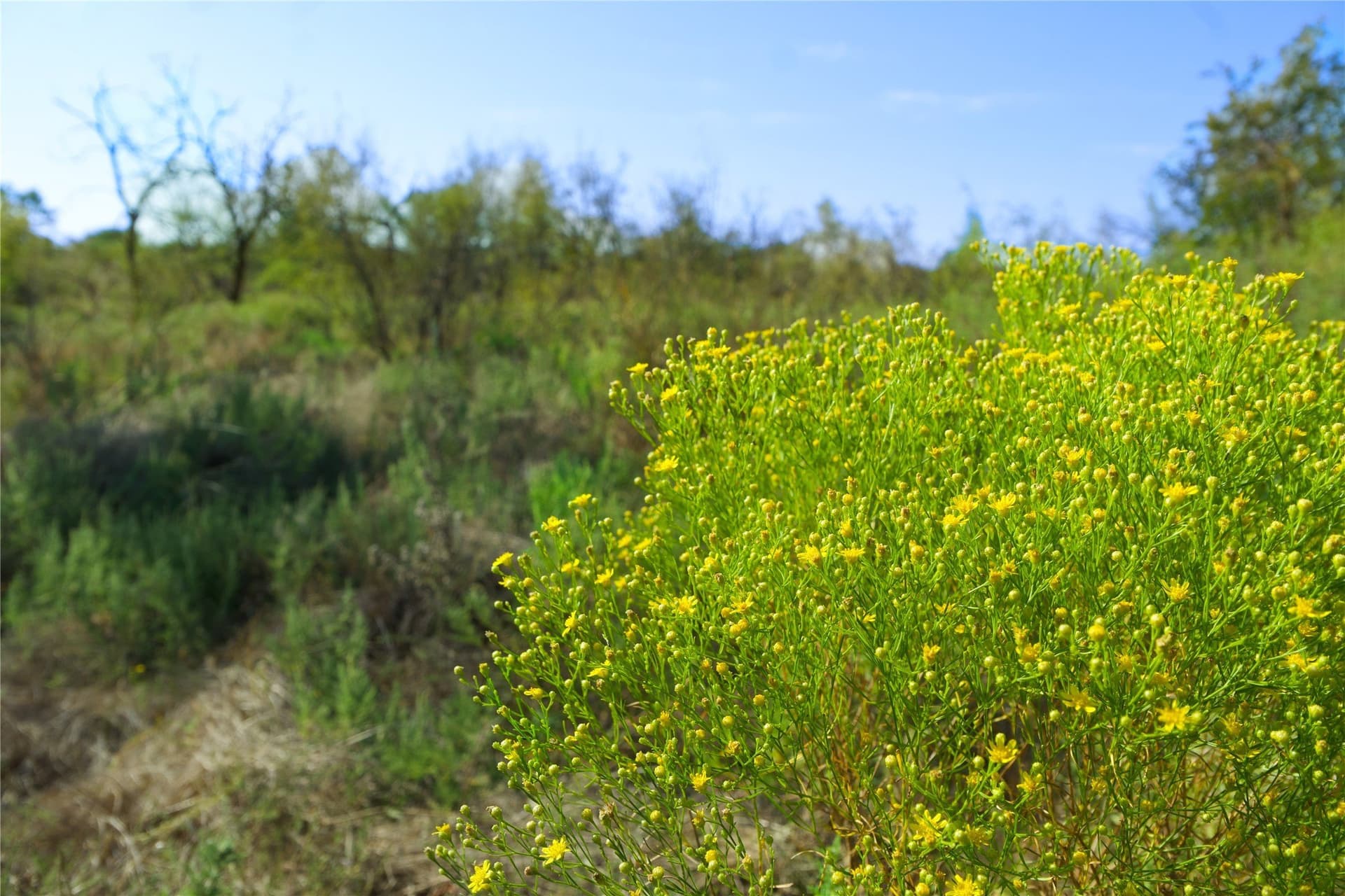 174.85 acres in Montague County - photo 8