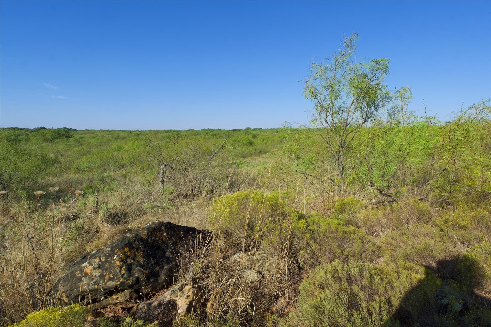 174.85 acres in Montague County gallery image 4