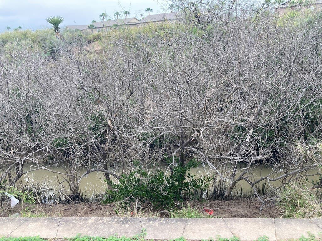 0 acres in Cameron County gallery image 3