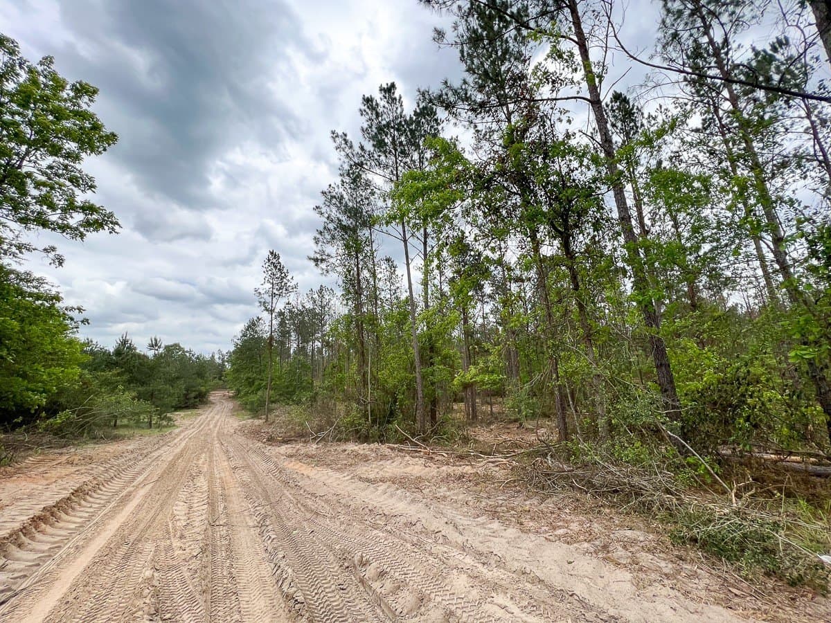 36 acres in Houston County gallery image 4