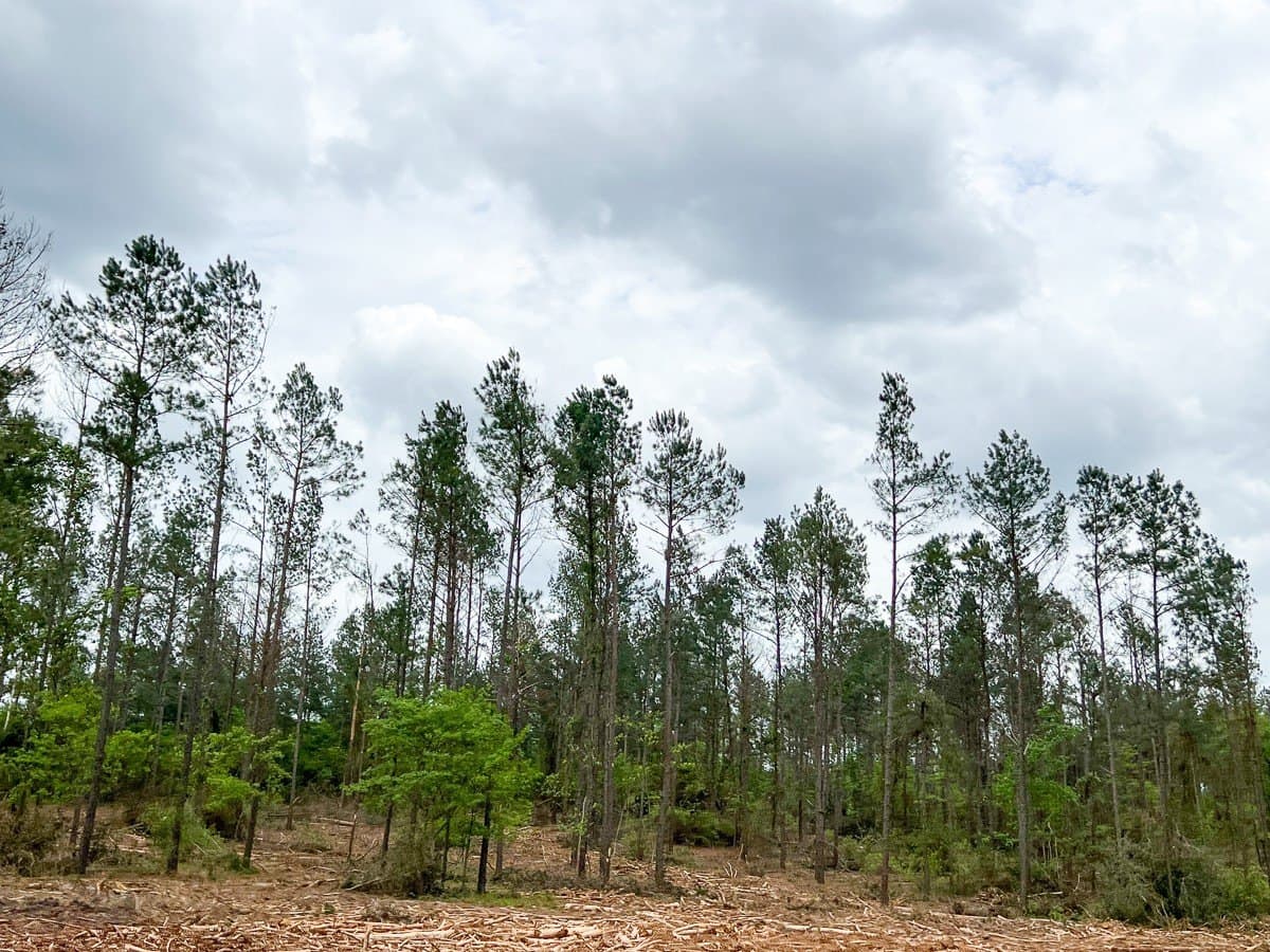 36 acres in Houston County featured view