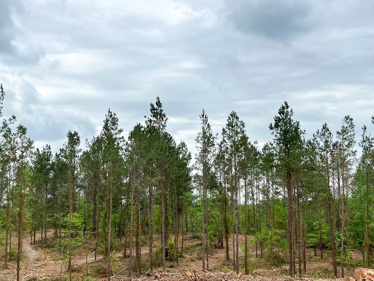 36 acres in Houston County gallery image 3