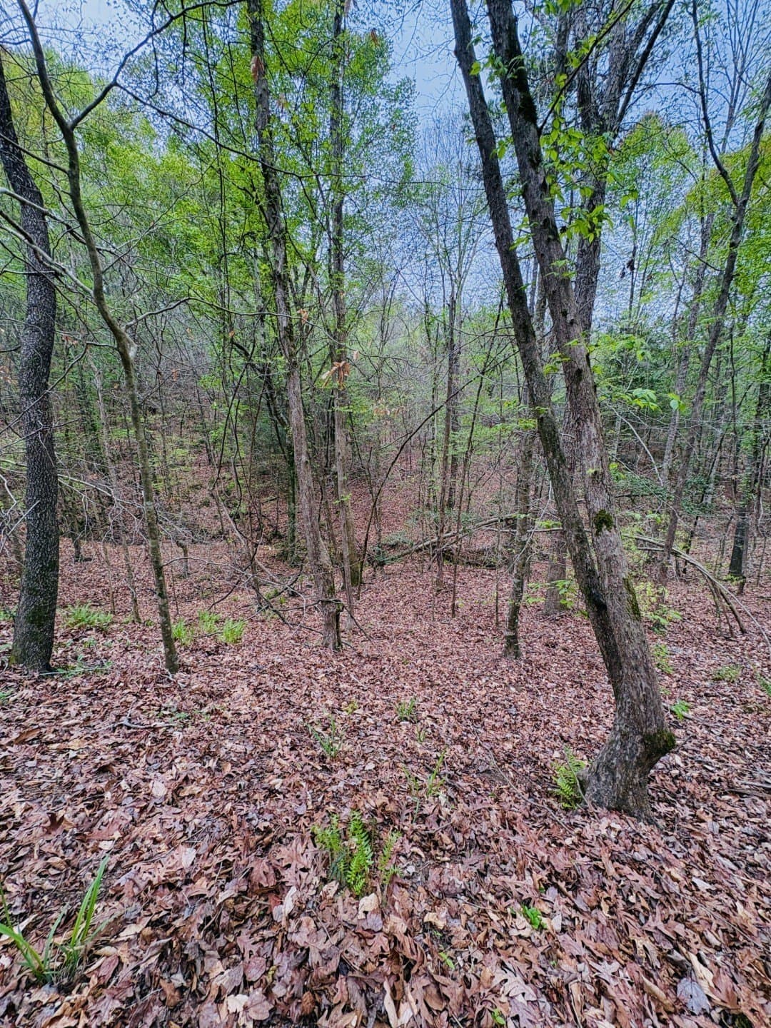 21 acres in Shelby County - photo 8
