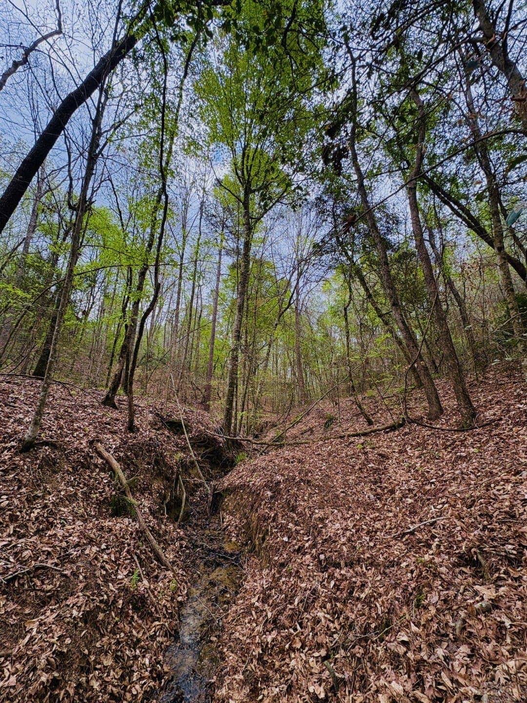 21 acres in Shelby County - photo 10