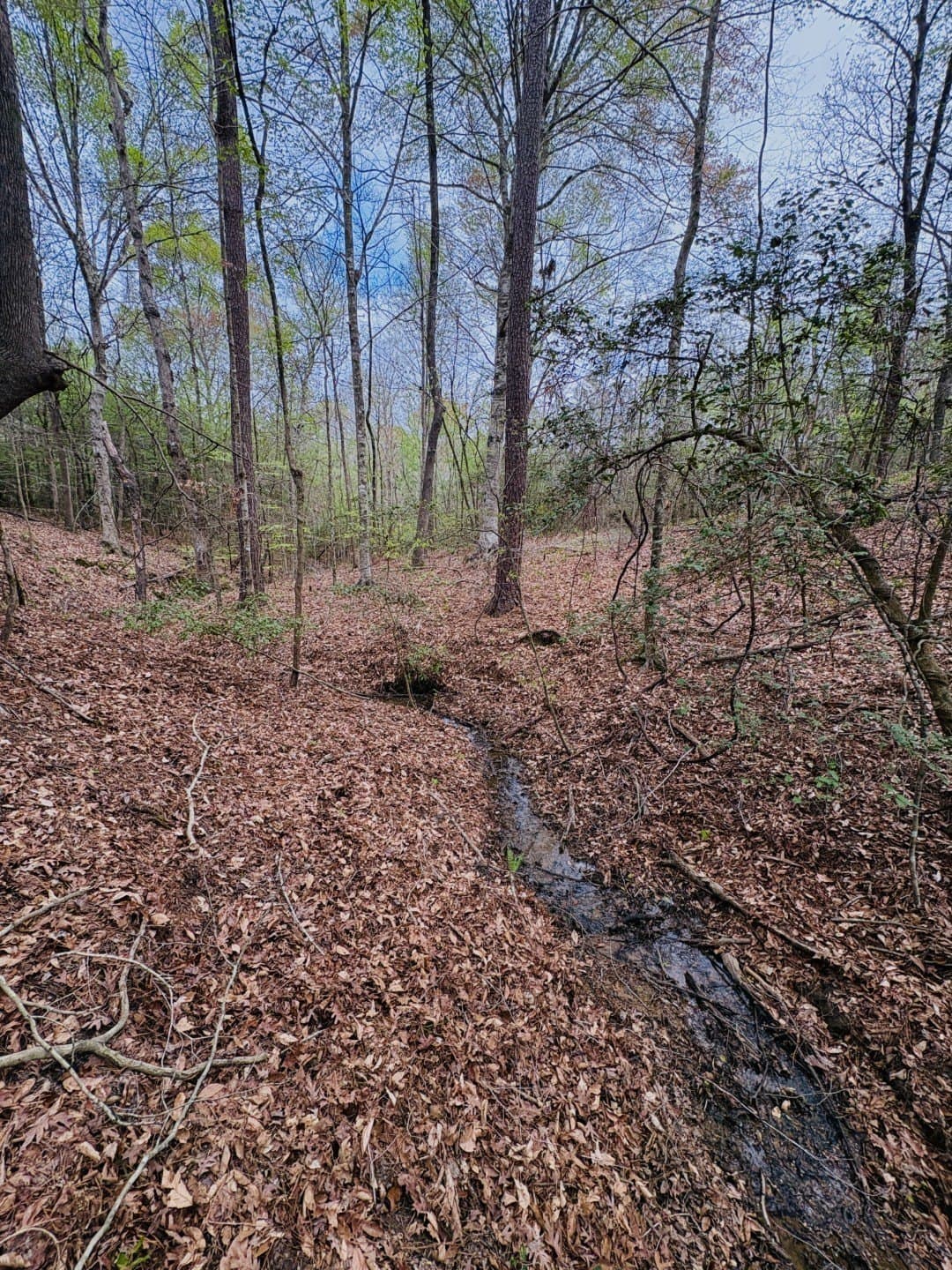 21 acres in Shelby County - photo 11