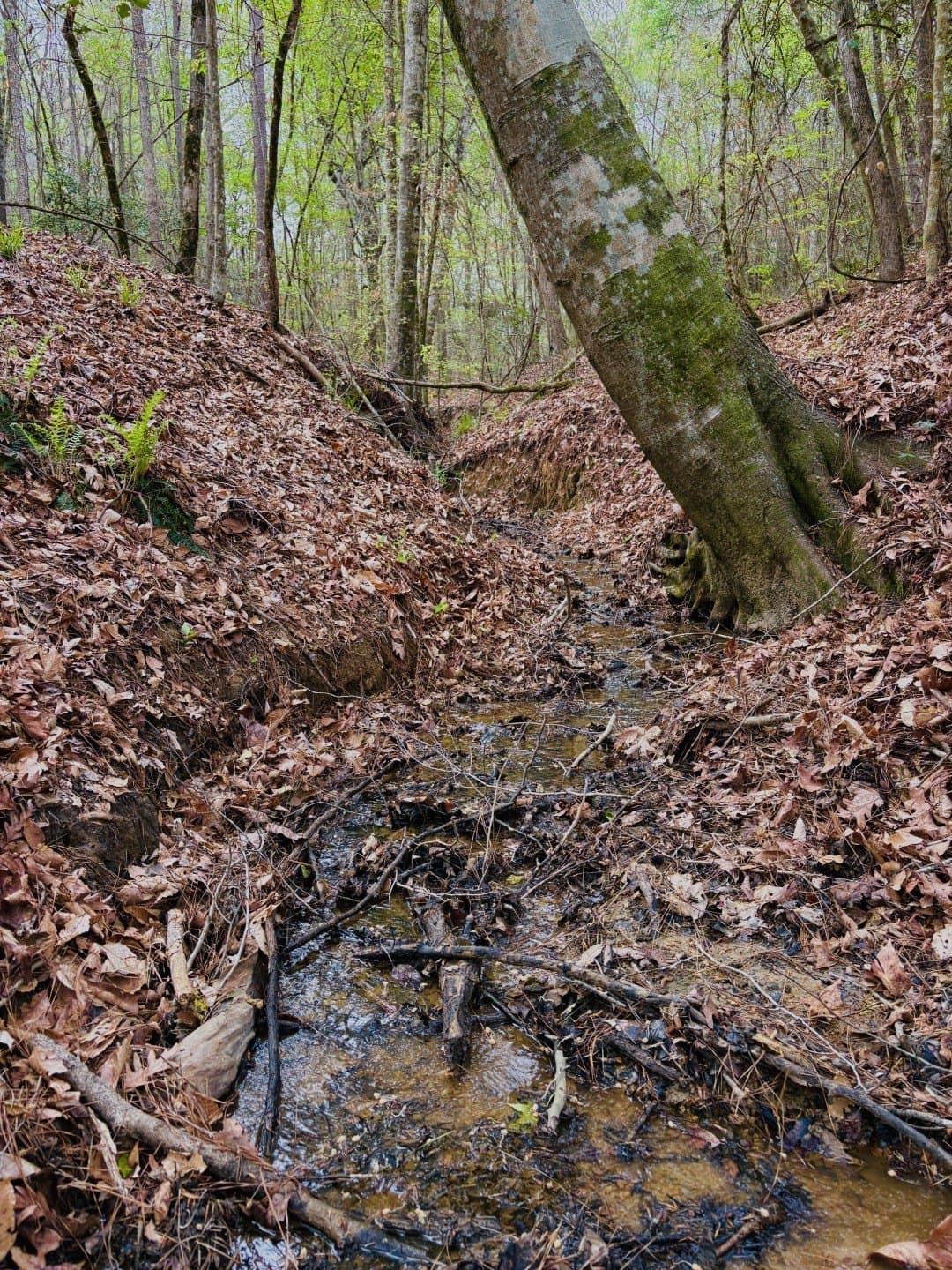 21 acres in Shelby County - photo 9