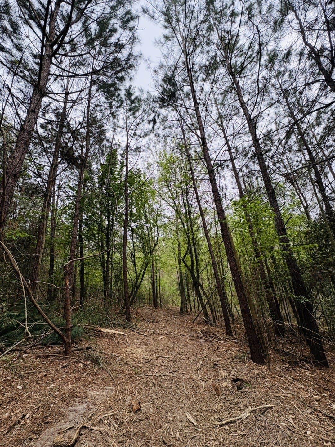 21 acres in Shelby County - photo 7