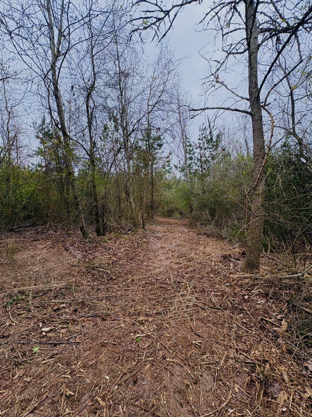 21 acres in Shelby County - photo 6