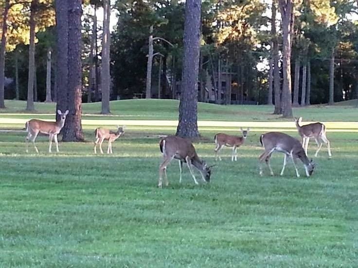 1 acres in Wood County - photo 11