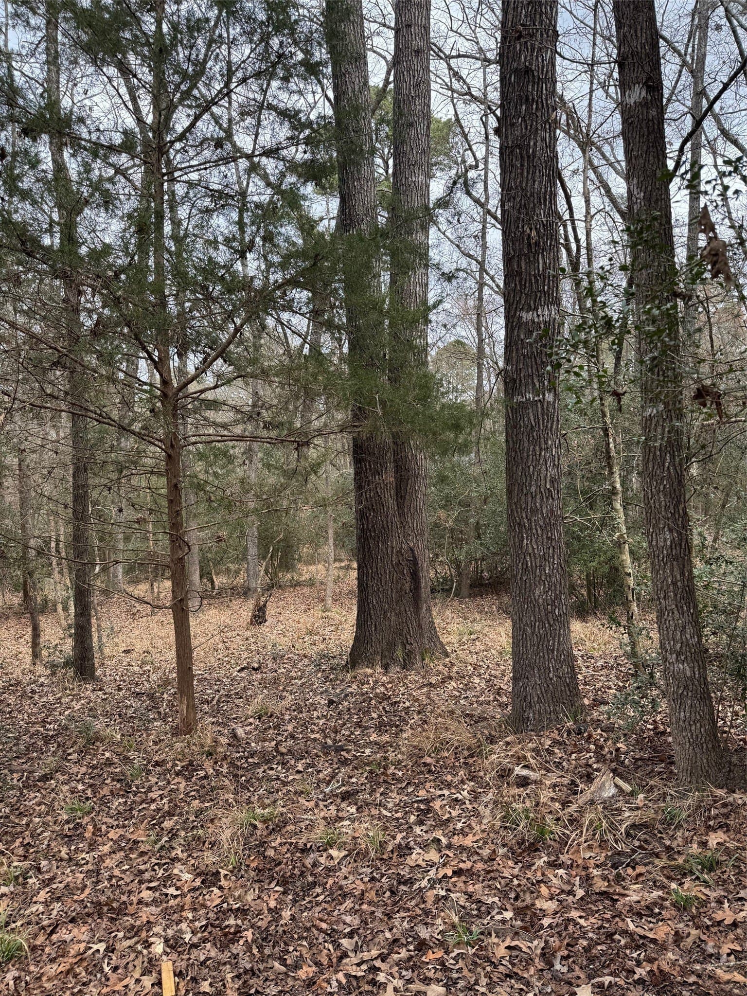 1 acres in Wood County - photo 8