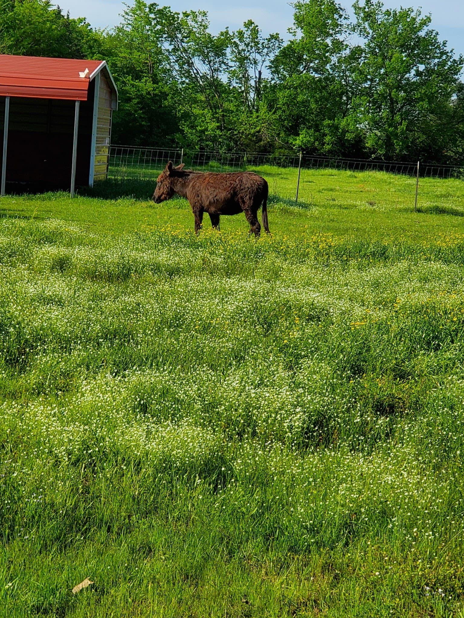 10.69 acres in Rains County - photo 29