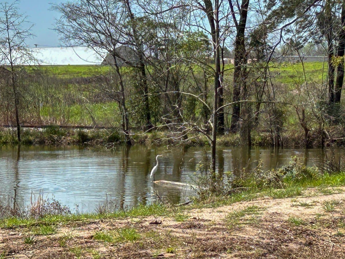 28.43 acres in Angelina County gallery image 2