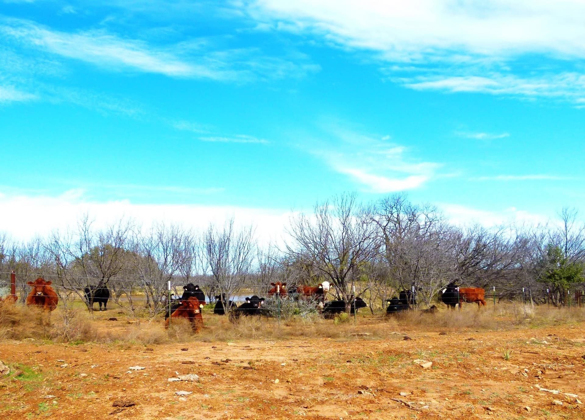284 acres in Coleman County - photo 30