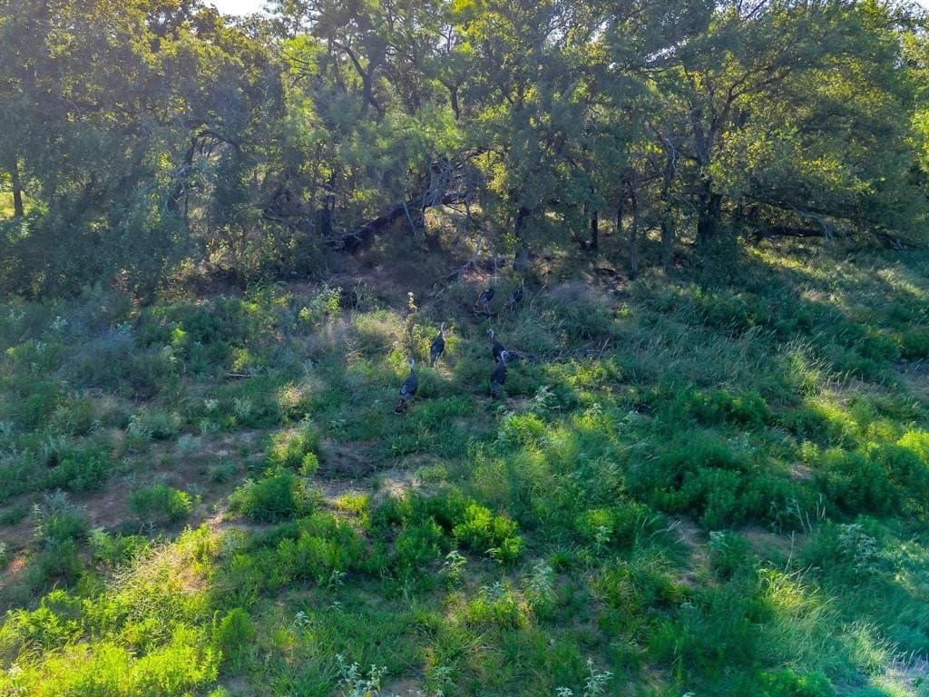 175 acres in Erath County gallery image 2
