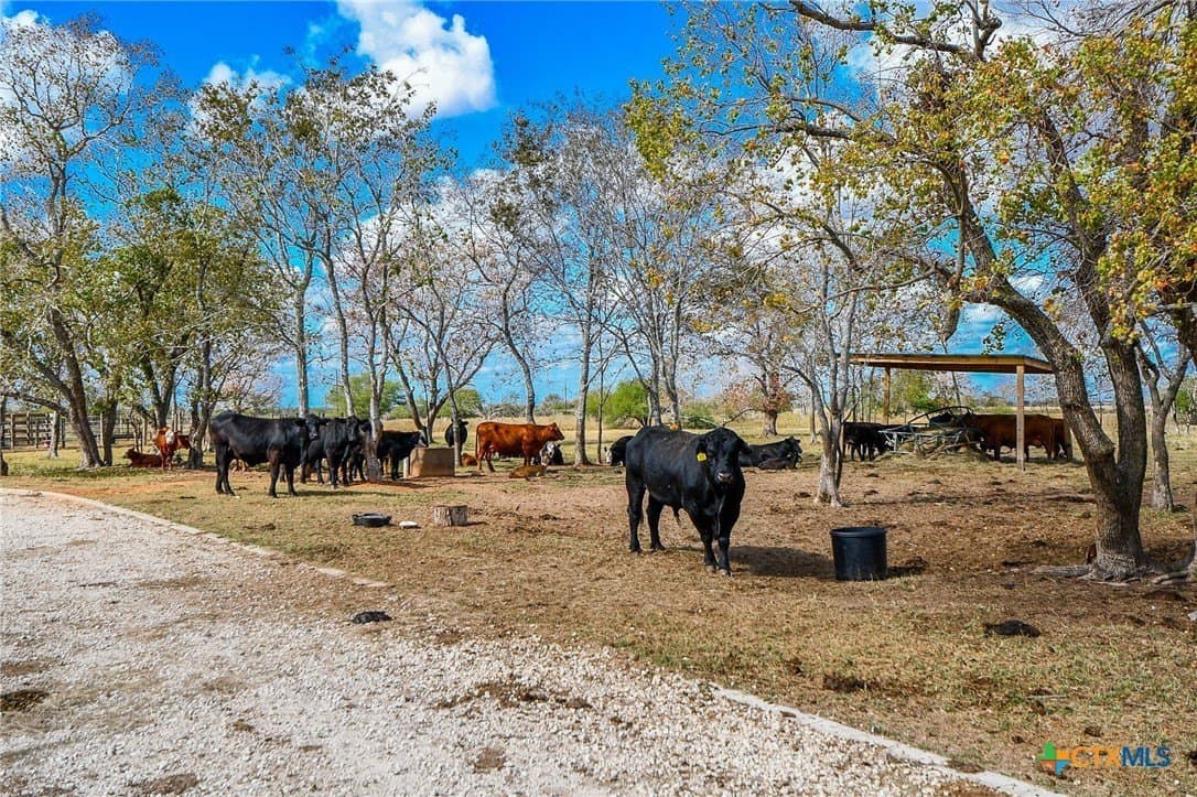 16.14 acres in Colorado County - photo 15