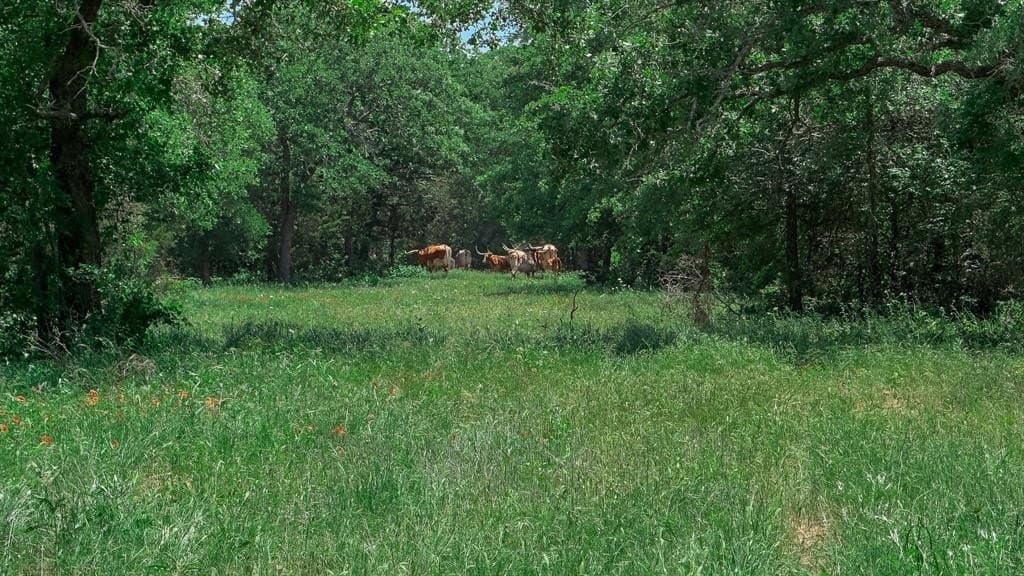 286 acres in Jack County gallery image 4