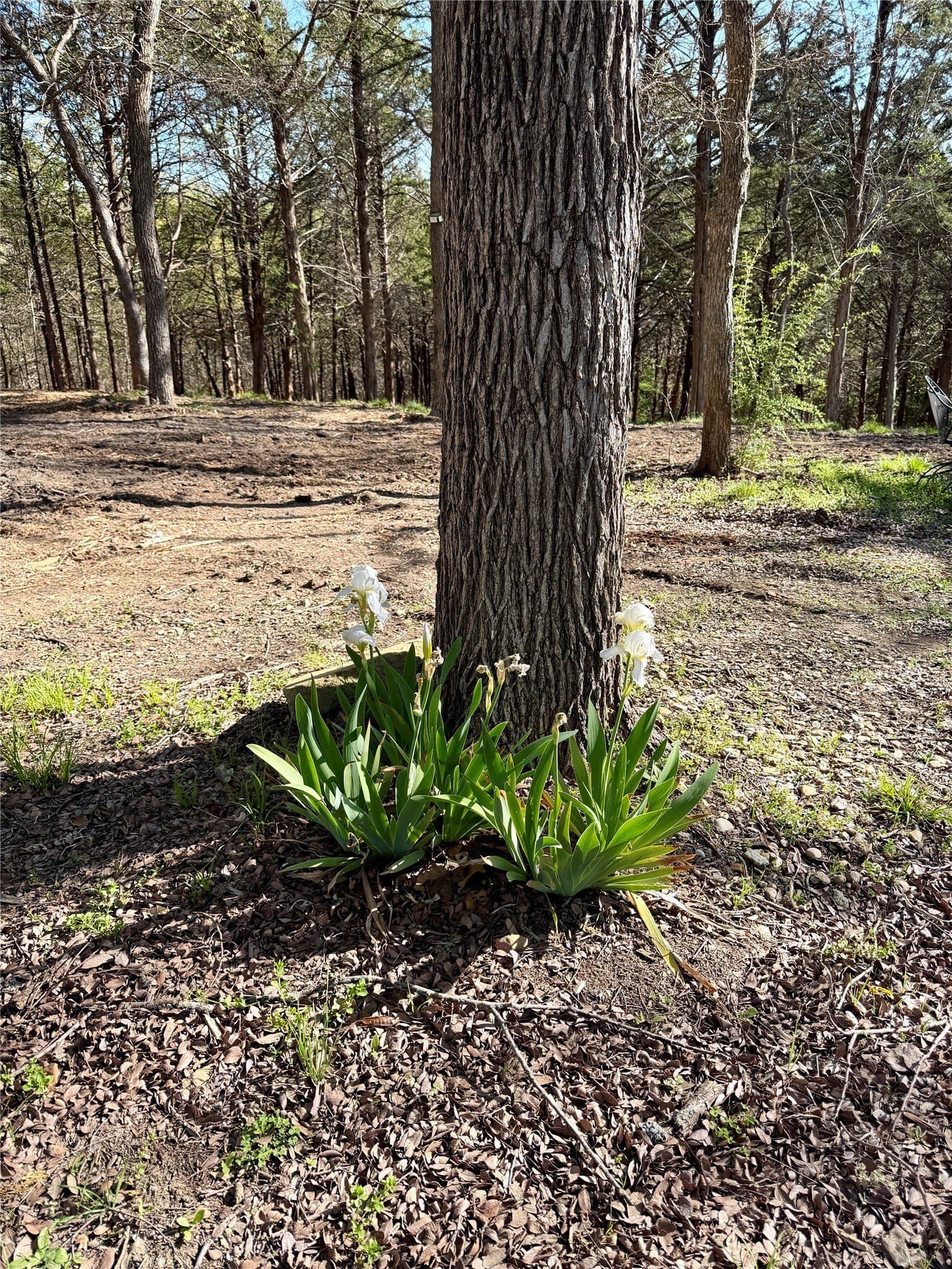 1.06 acres in Grayson County - photo 8