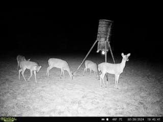 36.5 acres in Hopkins County gallery image 2