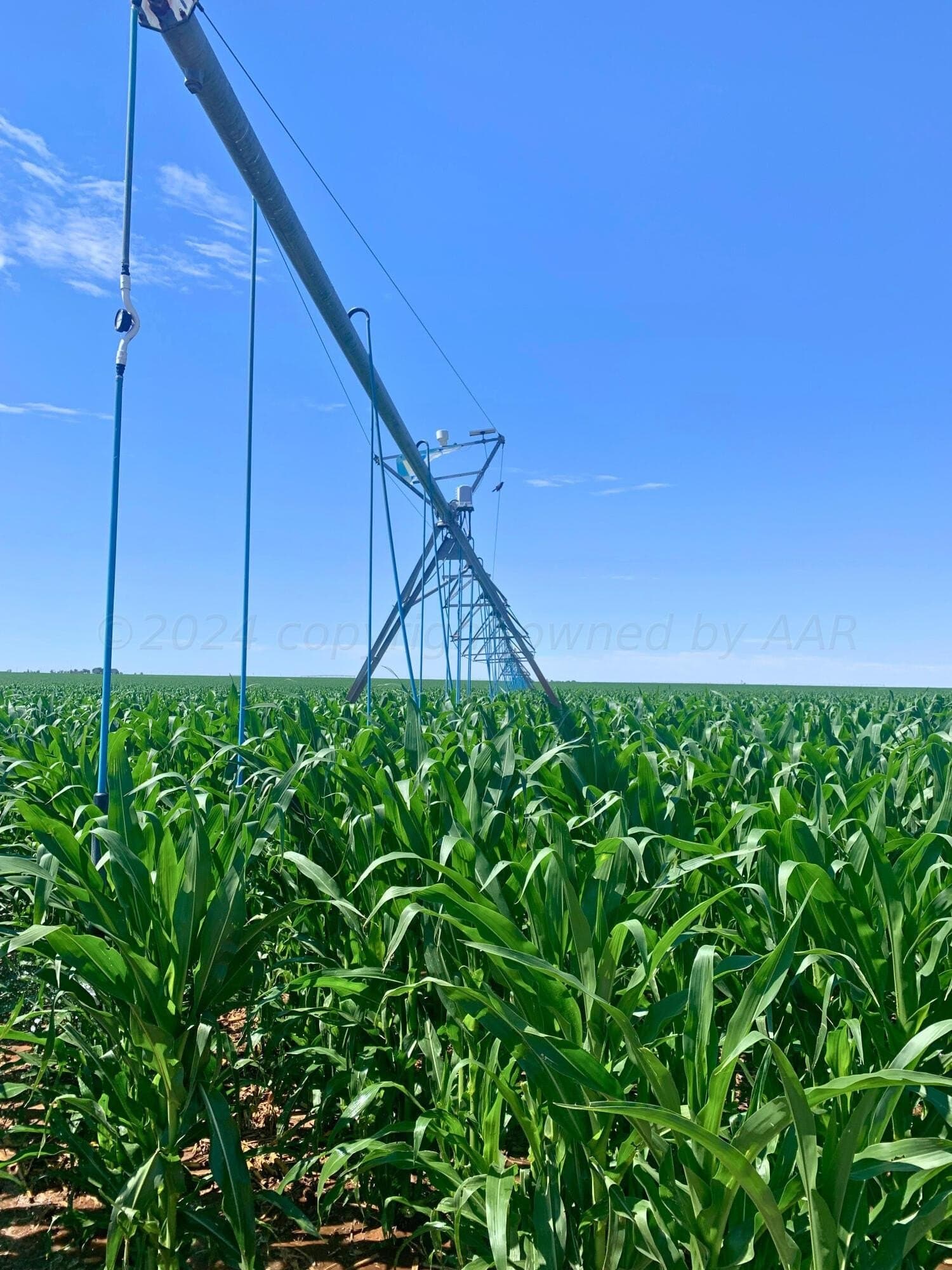 160 acres in Hartley County gallery image 3