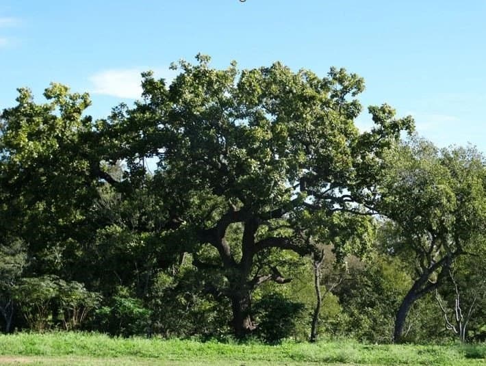 105.4 acres in Caldwell (TX) County - photo 13