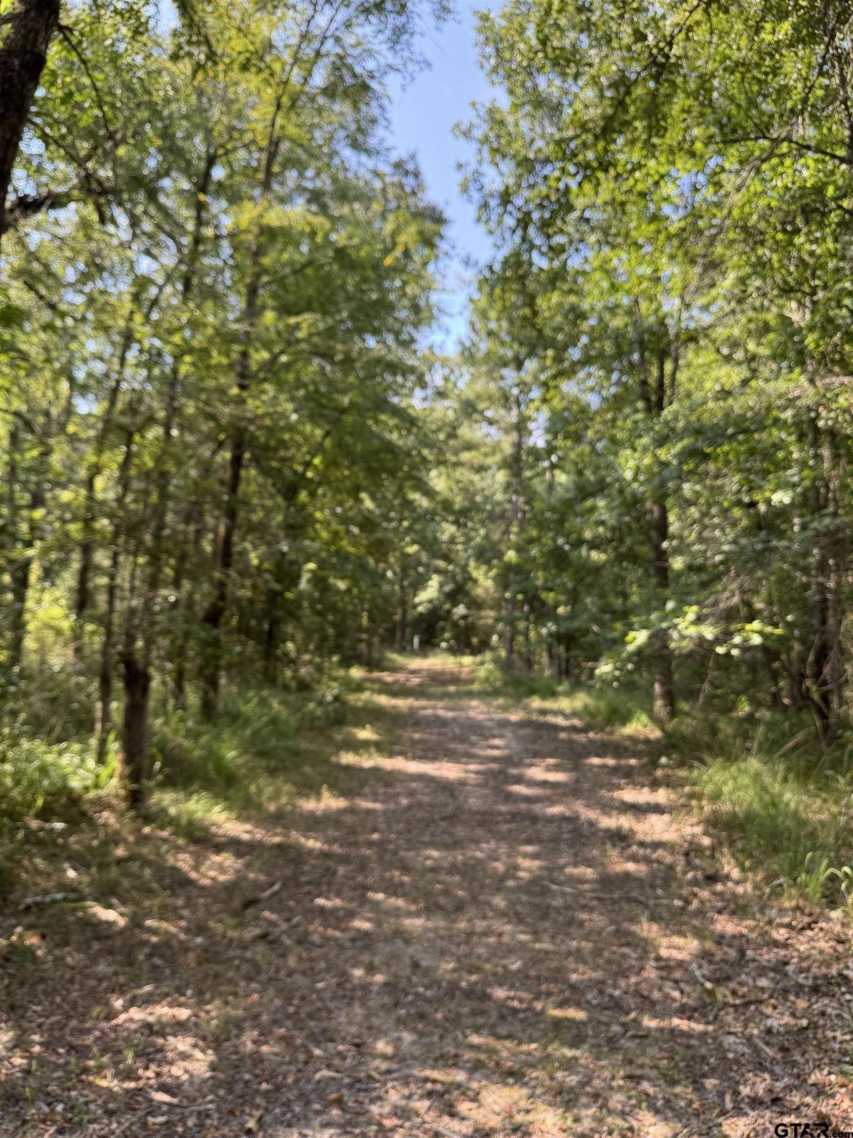 43.65 acres in Anderson County - photo 15