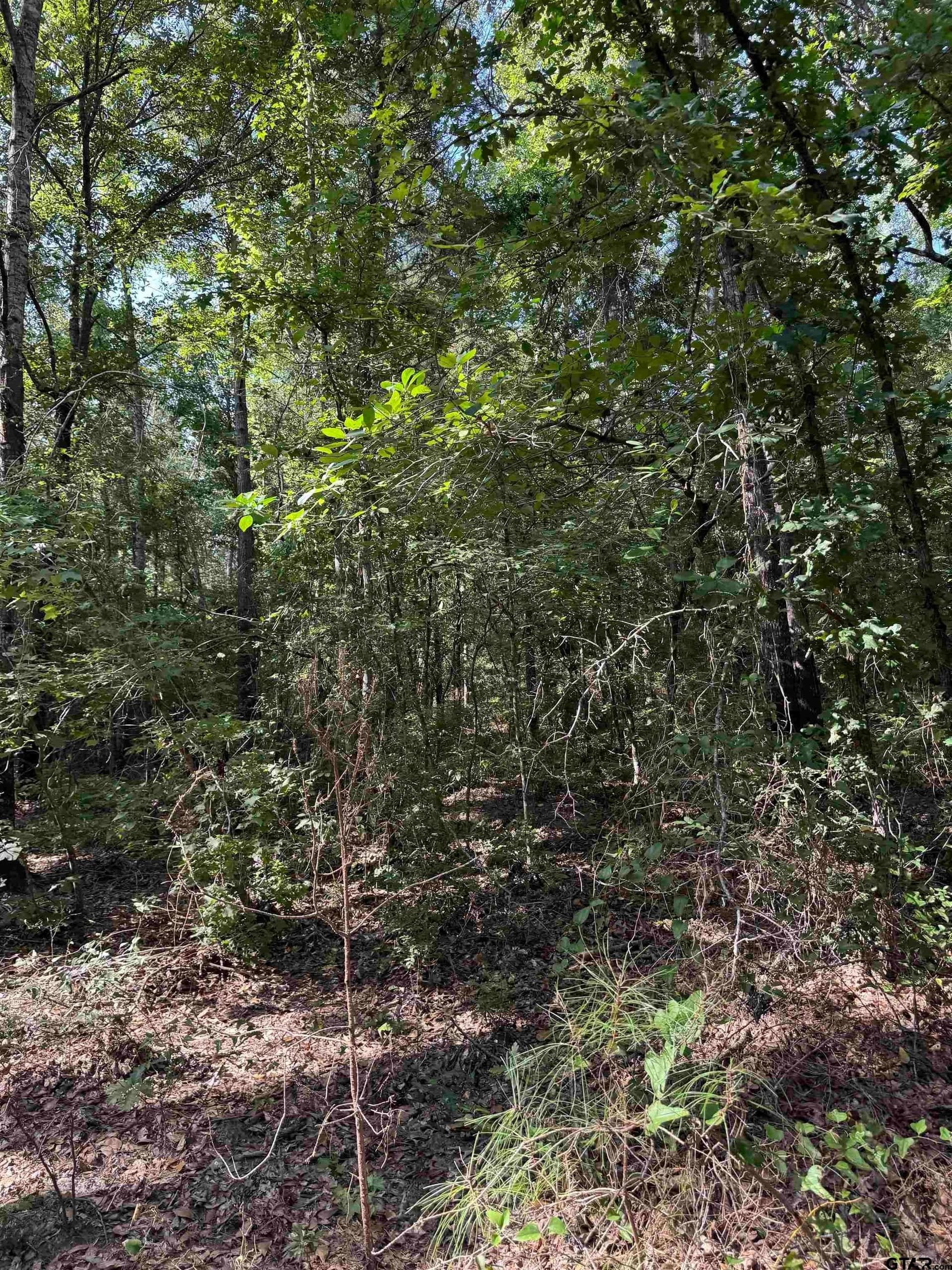 43.65 acres in Anderson County - photo 11
