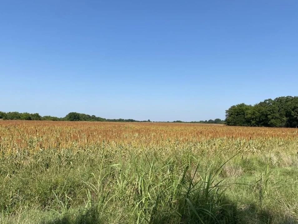 37 acres in Lamar County - photo 2