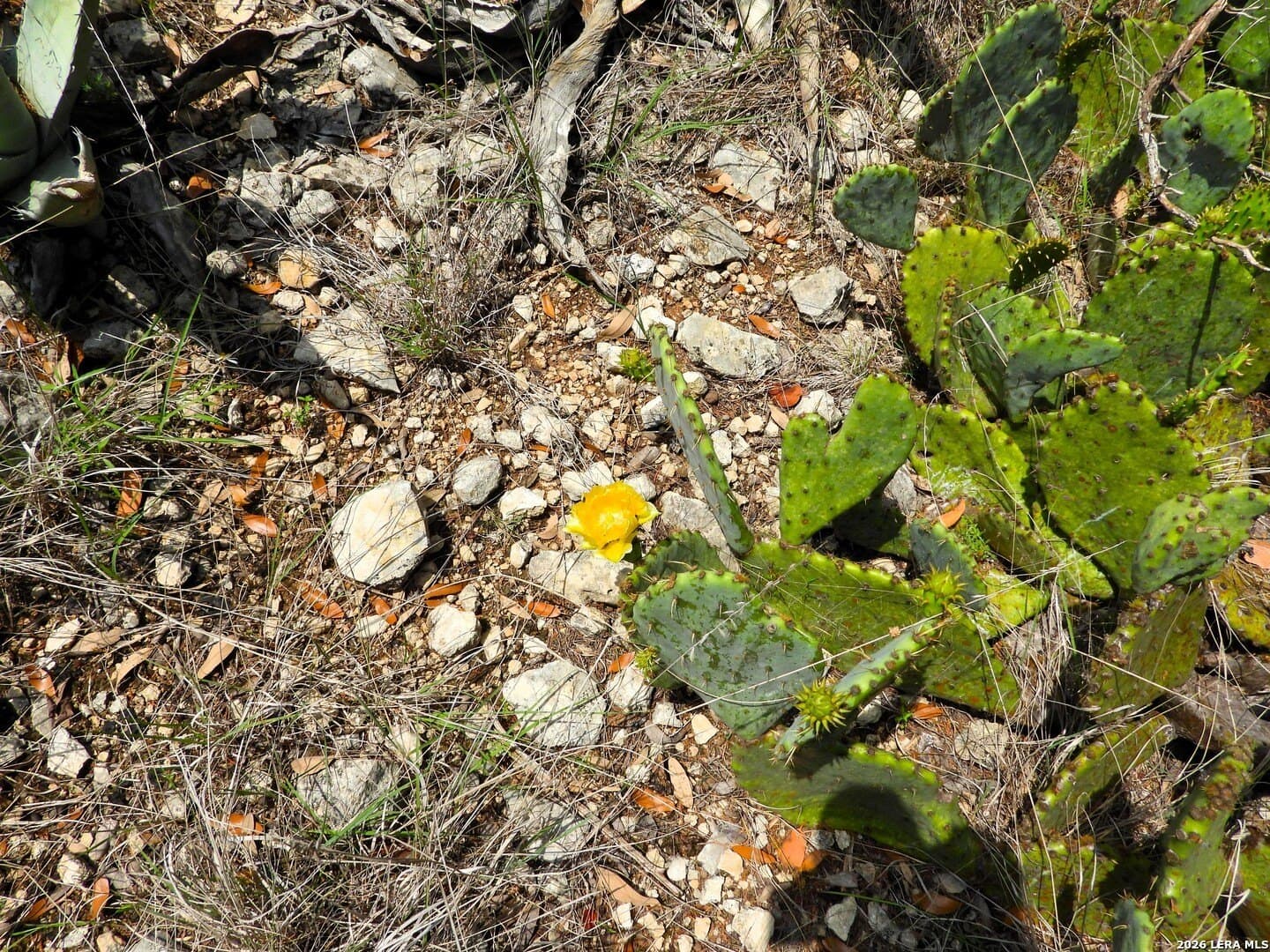 5 acres in Bandera County - photo 25