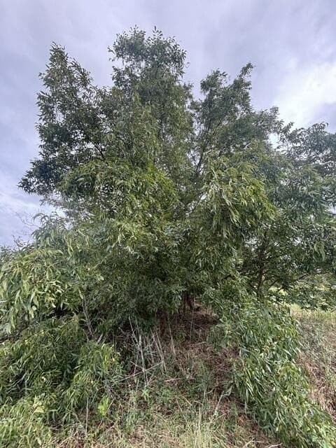 38.44 acres in Henderson County - photo 4