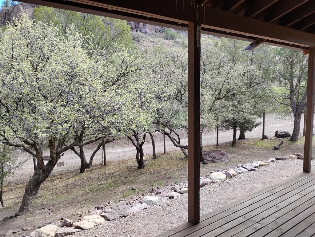 31 acres in Jeff Davis County gallery image 3