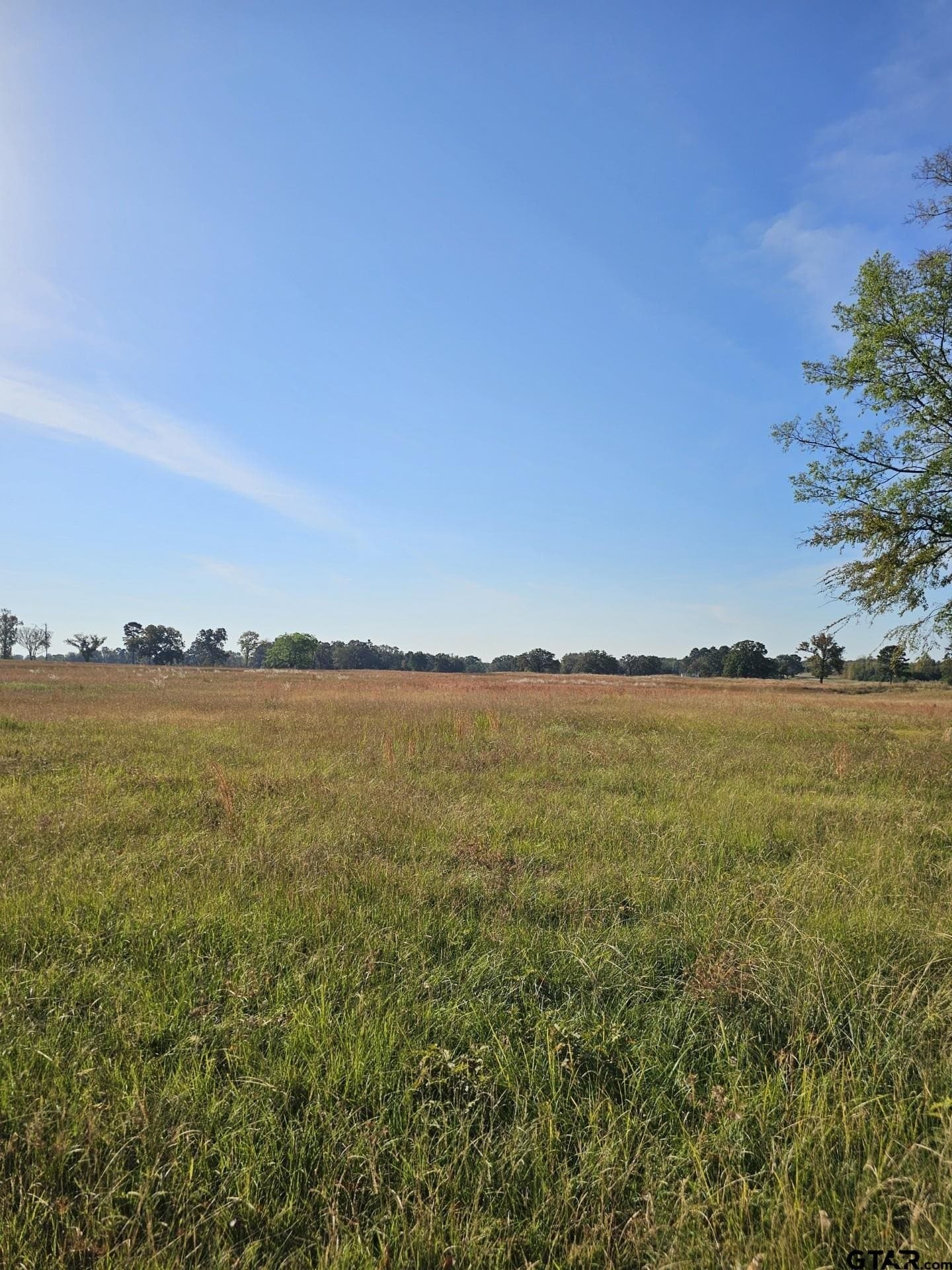 3.35 acres in Titus County gallery image 2